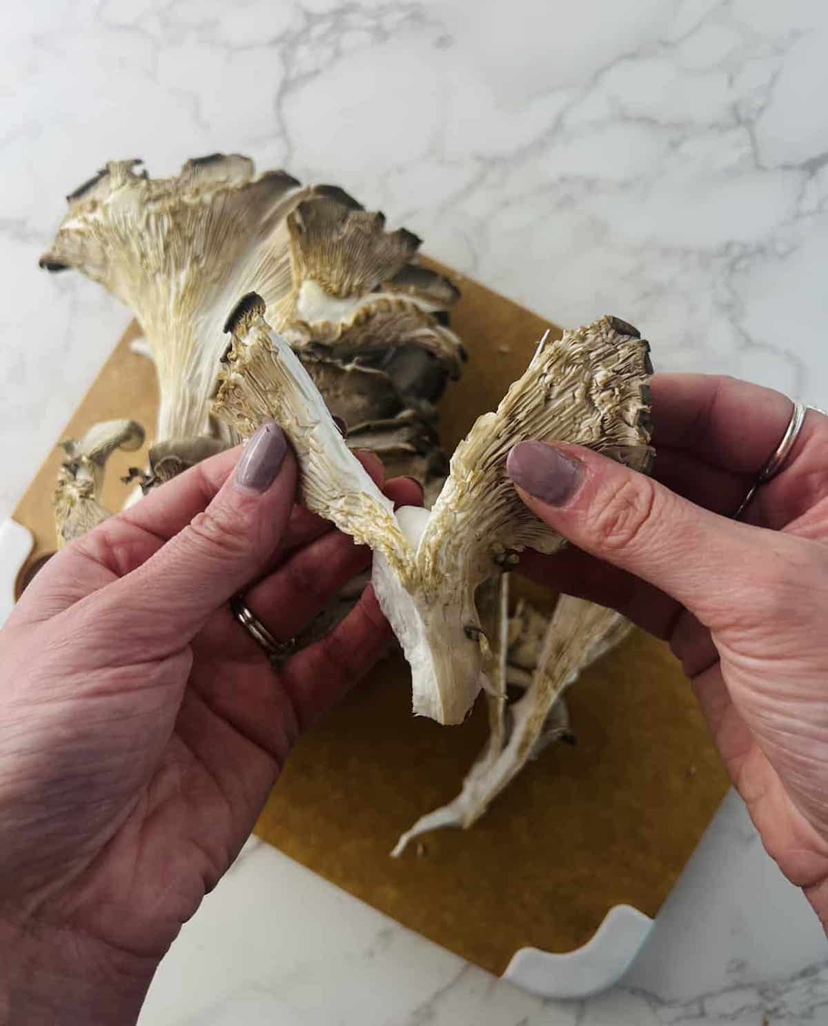 This is a photo of an oyster mushroom being peeled.